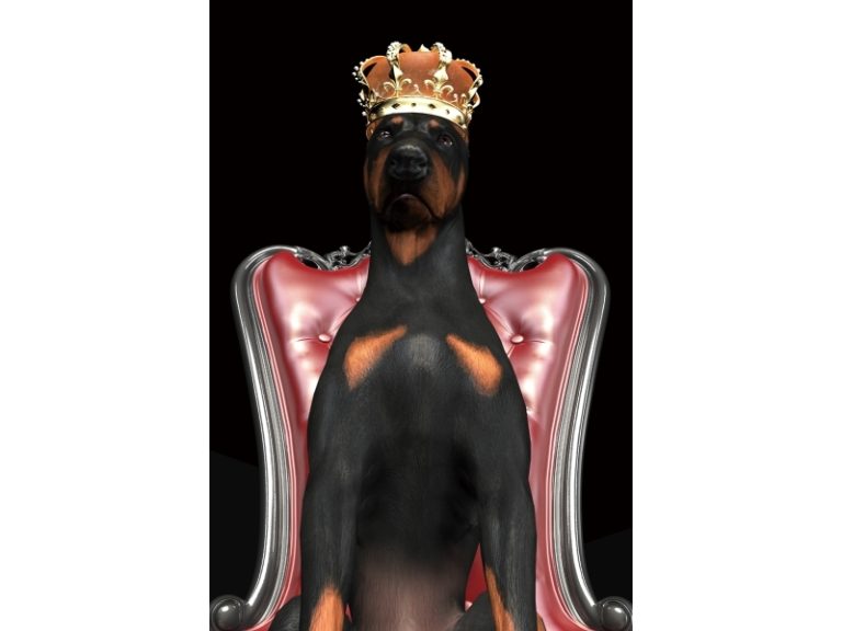 Obraz Dog in Crown