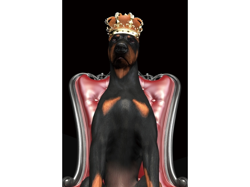 Obraz Dog in Crown